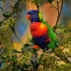 Lori mnohobarvy - Trichoglossus haematodus - Rainbow Lorikeet 2821